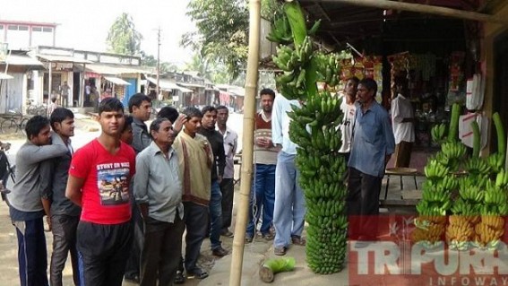 10 feet long banana cane found at Kalyanpur